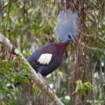 image of bird