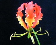 image of fire_lily #32