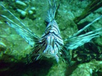 image of lionfish