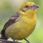 image of bird