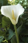 image of giant_white_arum_lily #7