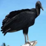 image of bird