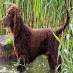 image of animal