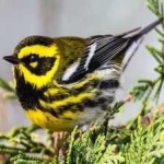 image of bird