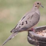 image of bird