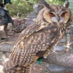 image of bird