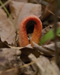 image of stinkhorn