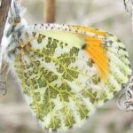 image of animal