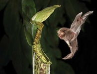 image of animal