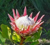 image of flower