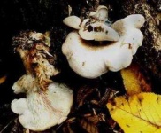 image of hen_of_the_woods