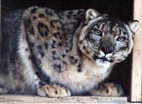 image of jaguar_car