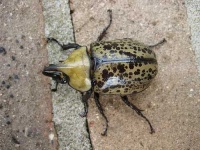 image of rhinoceros_beetle #27