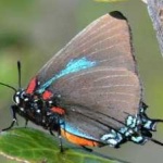 image of hairstreak #13