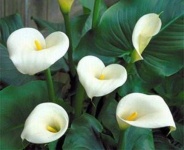 image of giant_white_arum_lily #17