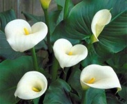 image of flower