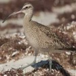image of bird