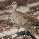 image of whimbrel #10