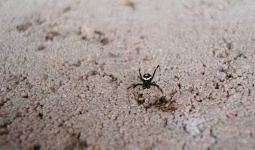 image of black_widow