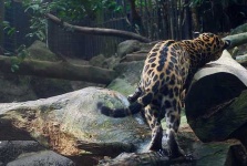 image of jaguar_car