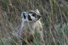 image of badger