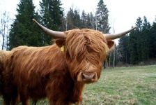 image of animal
