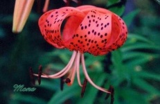 image of flower