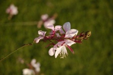 image of flower