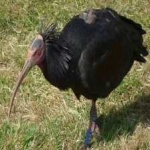 image of northern_bald_ibis #26