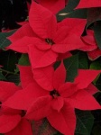 image of poinsettia #6