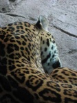 image of jaguar