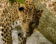 image of animal