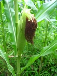 image of ear_corn #15