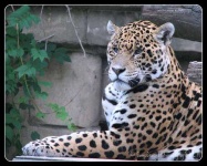 image of jaguar_car