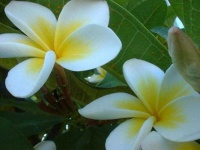 image of flower
