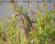 image of bittern