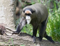 image of guenon