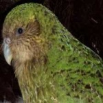 image of bird