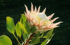 image of flower