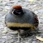 image of bird
