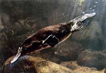 image of platypus