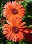 image of flower