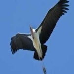 image of bird