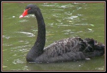image of black_swan