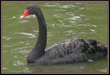 image of black_swan #25