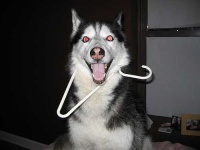 image of siberian_husky