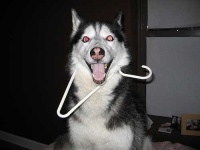 image of siberian_husky #6