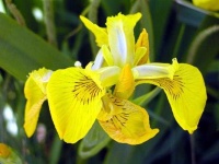 image of yellow_iris #33