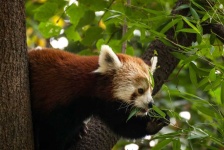 image of animal