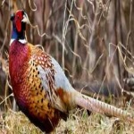 image of ring_necked_pheasant #4